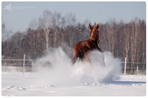 Amazing Horse Photography by Olga Itina (47 )