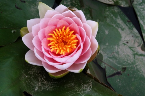    / Lotuses and lilies HD Foto (72 )