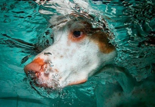  Seth Casteel - Underwater Dogs (57 )