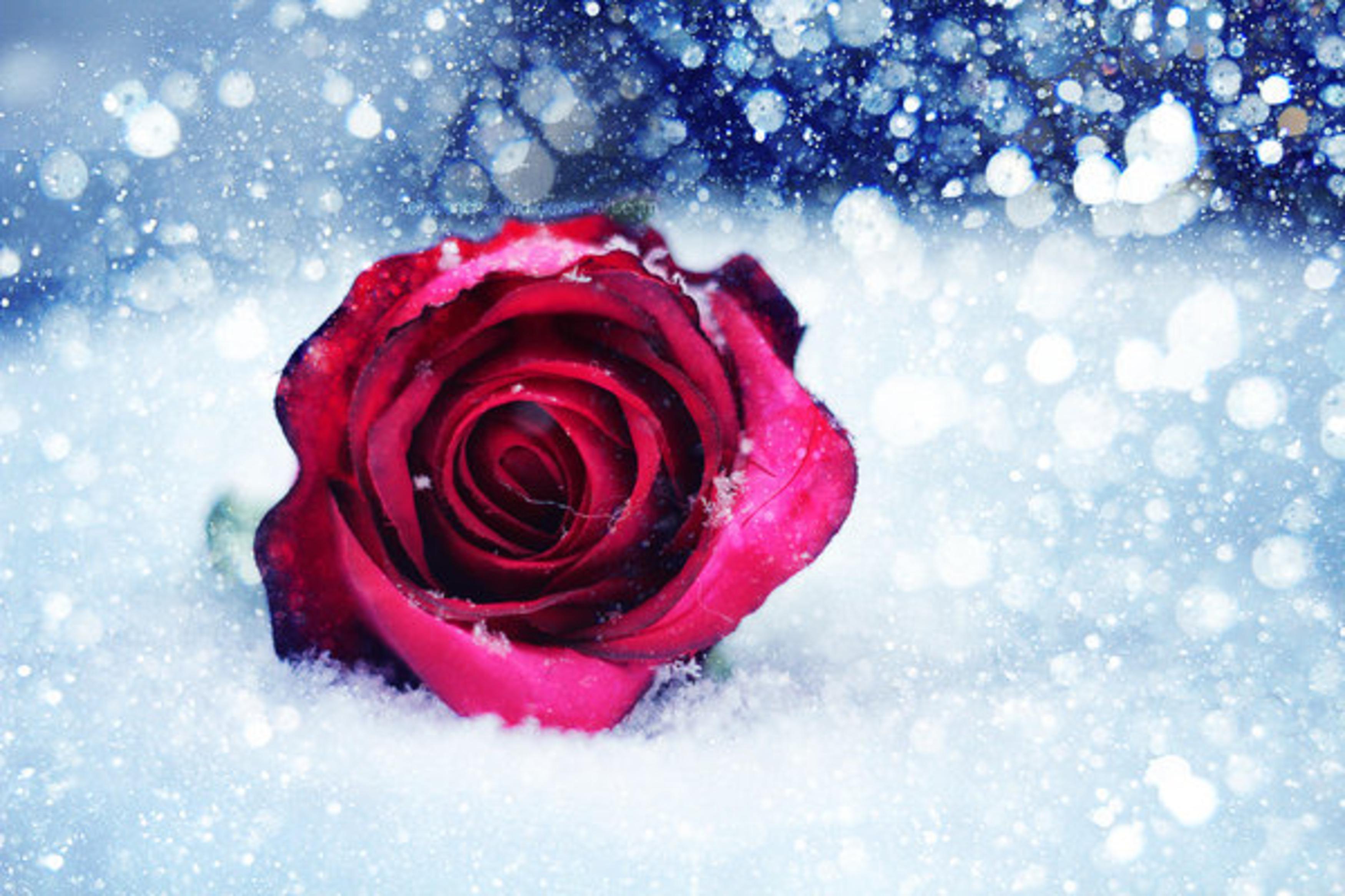 Розы снег красиво. Розы на фоне снега. Розы на снегу.