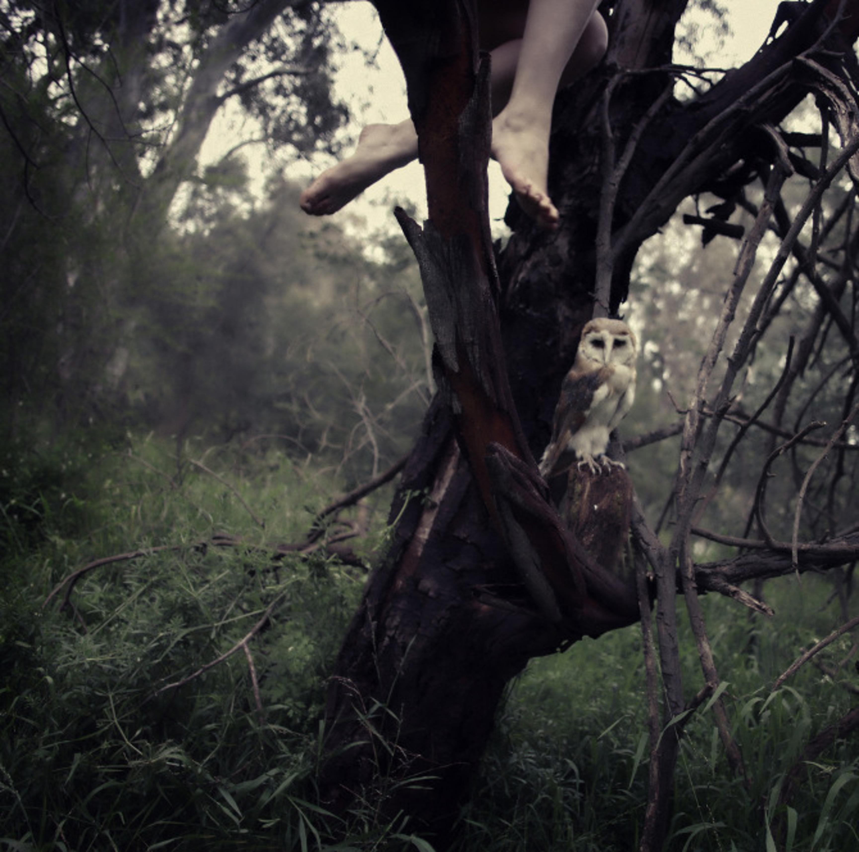 Куст пугающий людей. Графство Девон Ведьмин лес. Фотосессия в лесу. Лес мистика.