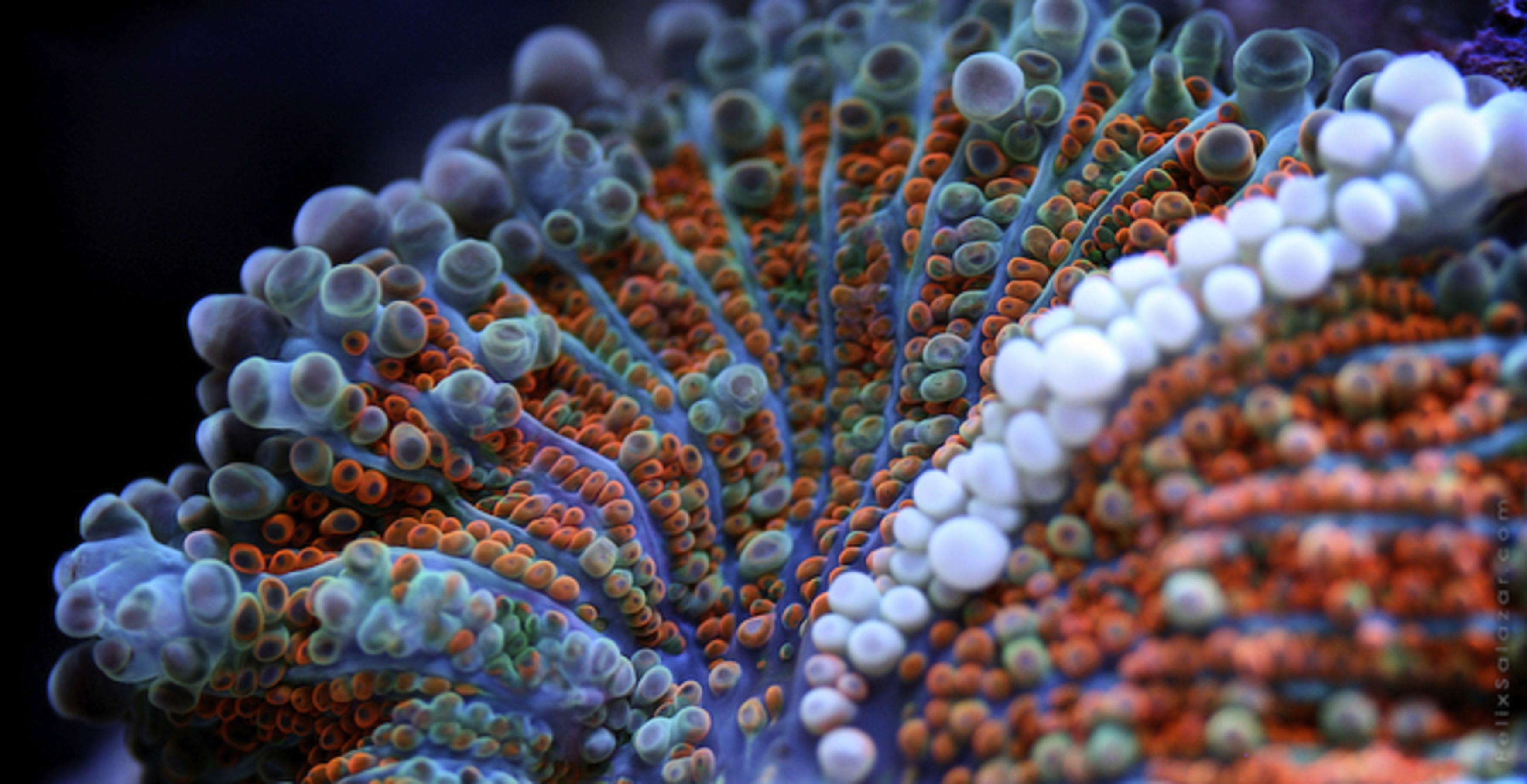 Микро картинка. Рикордея коралл. Кораллы микроскоп. Кораллы под микроскопом. Макросъемка клетки.