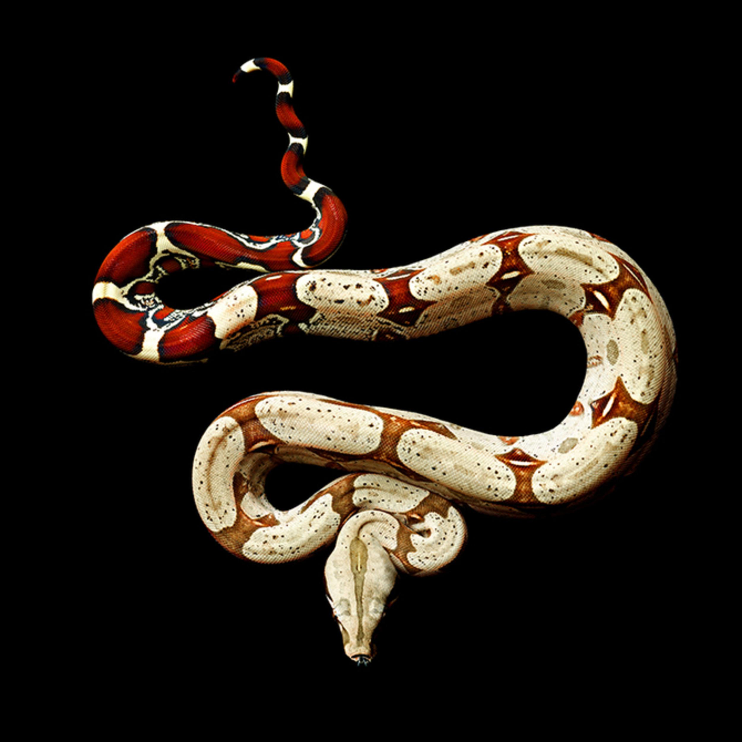 Удав символ. Boa Constrictor темная удав. Змея Аспид гуччи. Аспид змея Эстетика. Змея извивается.