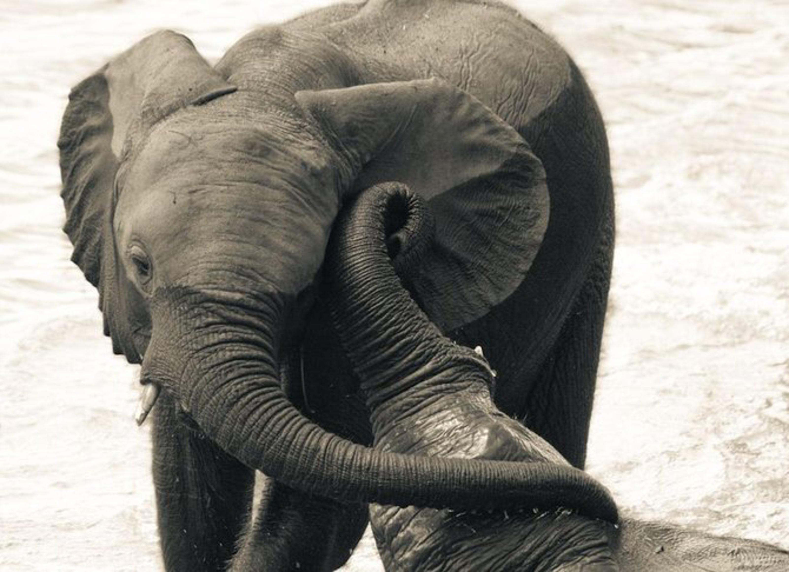Play elephant. Слоненок. Слон любовь. Красивый слон. Слоны любовь.