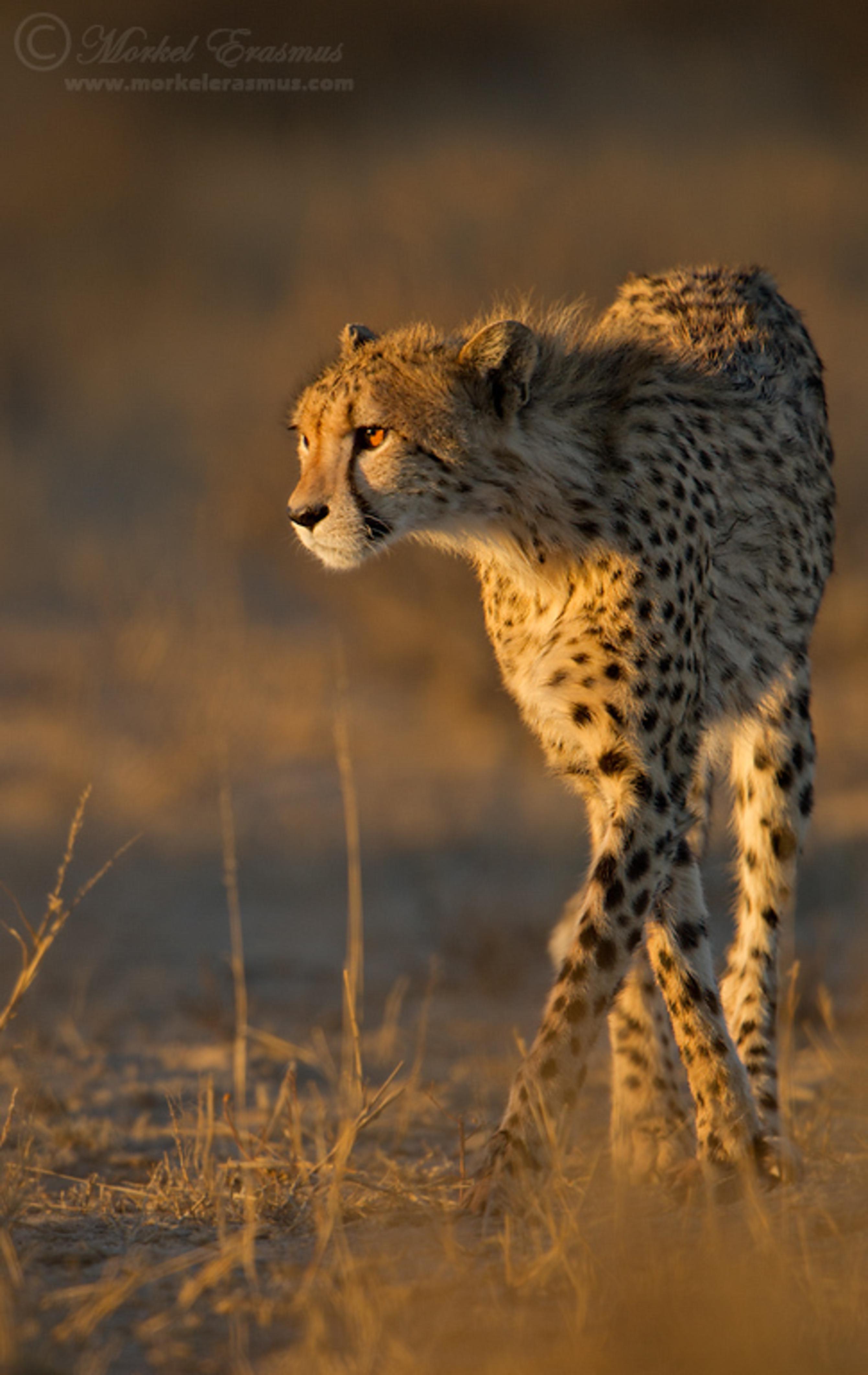 Ягуар рысь. Пустынный гепард. Desert Cheetah. Гепард самец. Моркель Эрасмус фотографии.