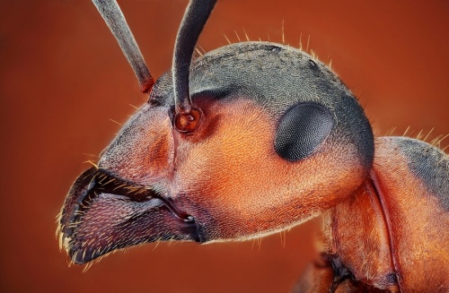 Этот огромный макро Мир#1 - Макропортреты насекомых Душана Бено (Dusan Beno) (29 фото)