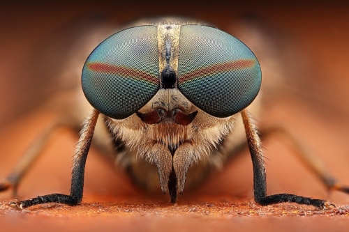 Этот огромный макро Мир#1 - Макропортреты насекомых Душана Бено (Dusan Beno) (29 фото)