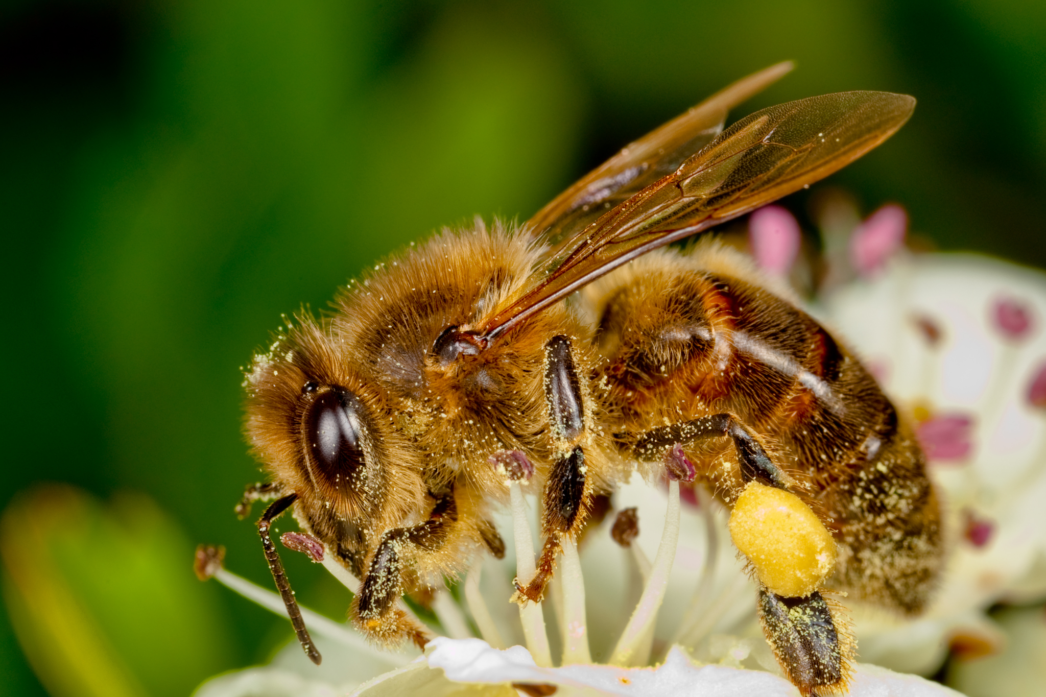 Окраска тела пчелы. Медоносная пчела. Пчелы медоносные насекомые. Мальтийская медоносная пчела. Рабочая пчела.