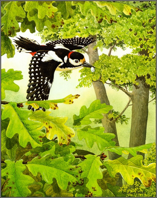 Norman Arlott - Bird Paintings (28 фото)