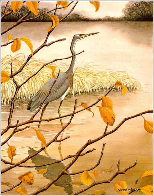 Norman Arlott - Bird Paintings (28 фото)
