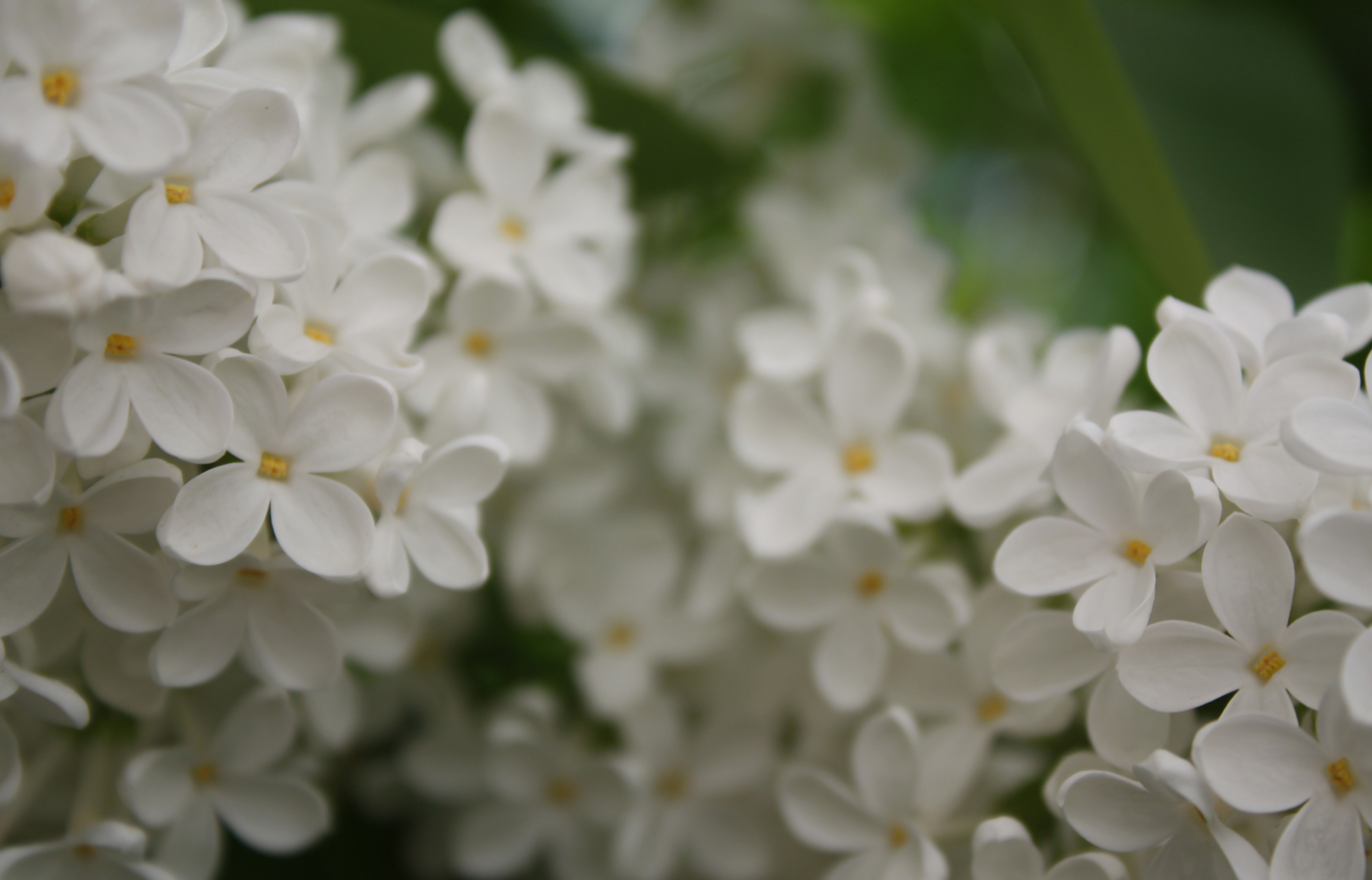 Белые цветочки картинки. Сирень Примроуз. Белые цветы.