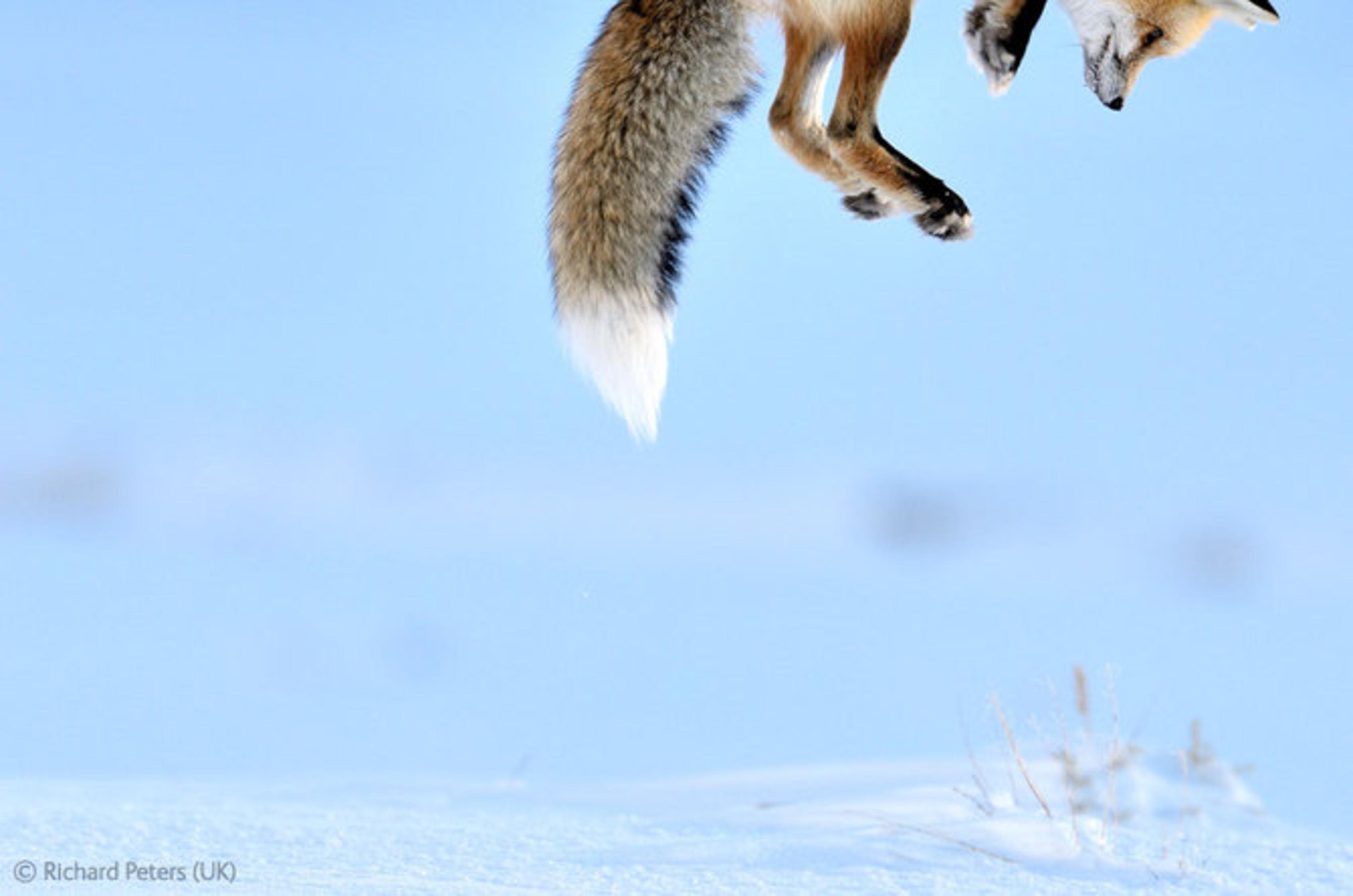 Мышкует это. Лиса в прыжке. Лиса охотится зимой. Лиса охотится в снегу. Лиса мышкует зимой.