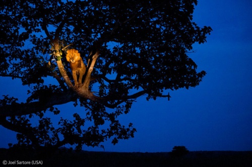 Wildlife Photographer of the Year 2012 (79 фото)