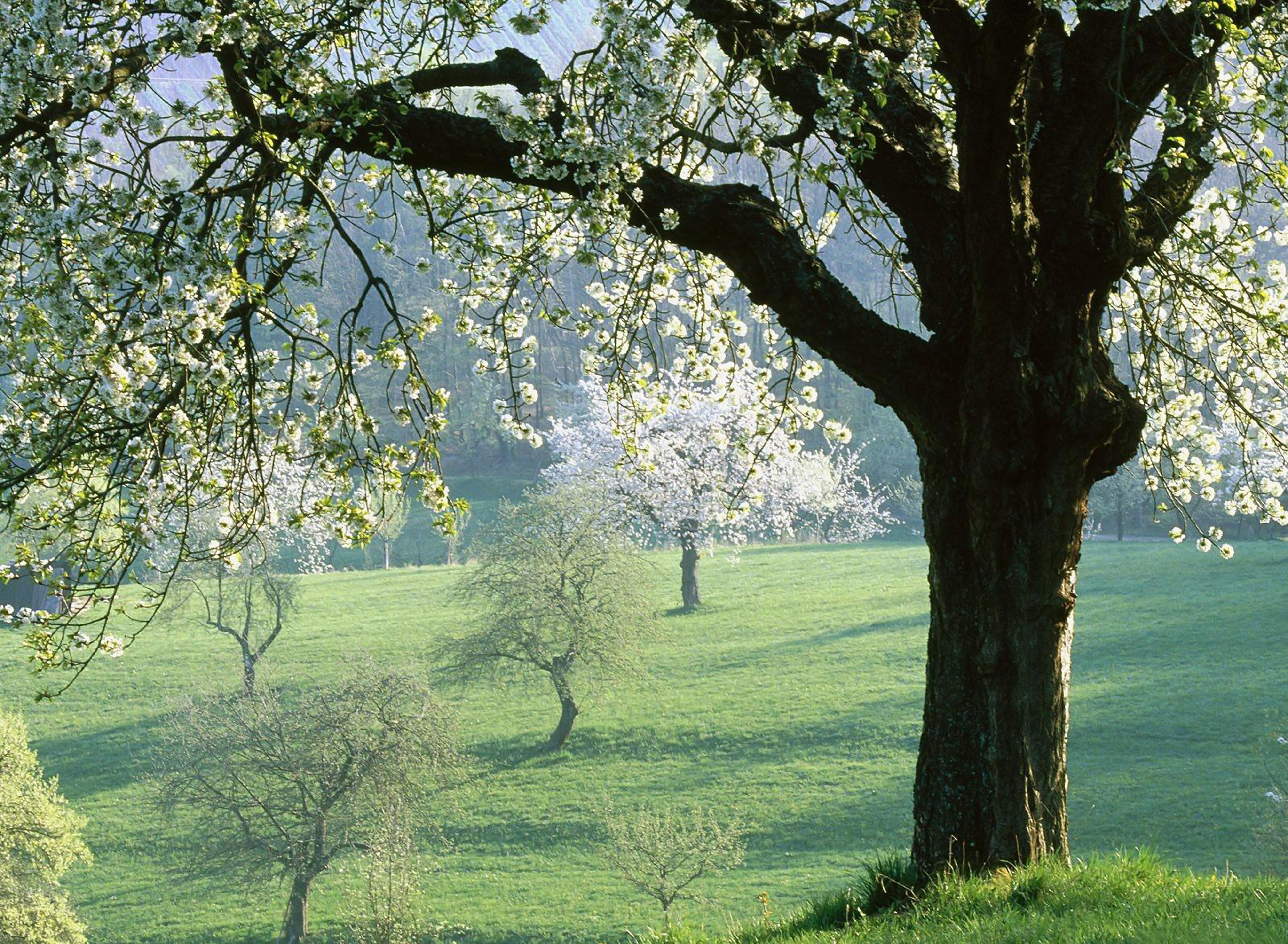 В природе есть удивительные праздники первая зелень. Красивое дерево. Весеннее дерево. Пейзаж с деревьями. Деревья весной.