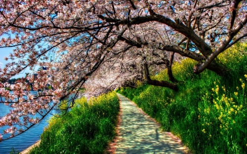 Весенний фото клипарт – Деревья распускаются, природа расцветает (53 фото)