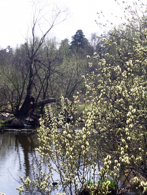 Весенний фото клипарт – Деревья распускаются, природа расцветает (53 фото)