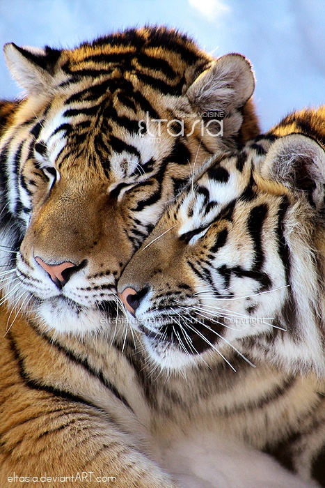 Фото. Тигры (77 фото)