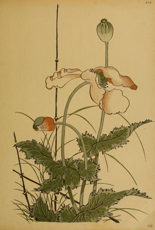 Japanese Art and Art Nouveau (277 фото)