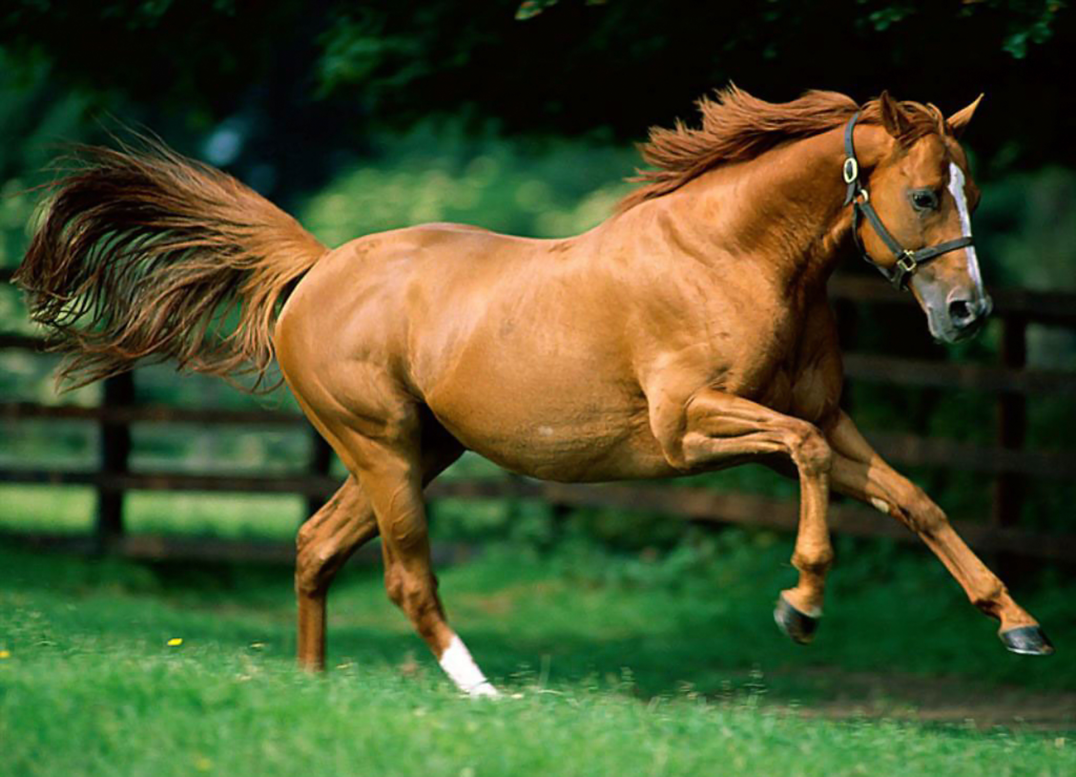 фото красивых коней