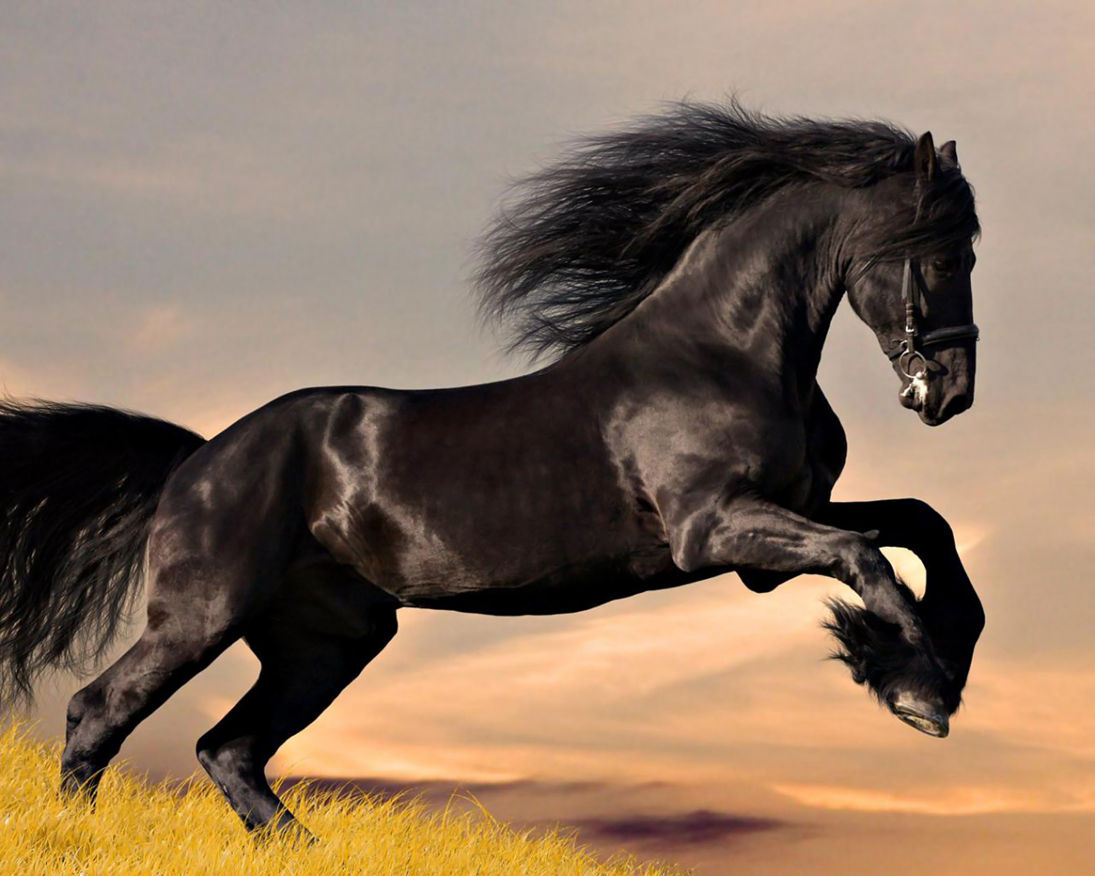 Конь мой вороной. Мустанг лошадь черный.