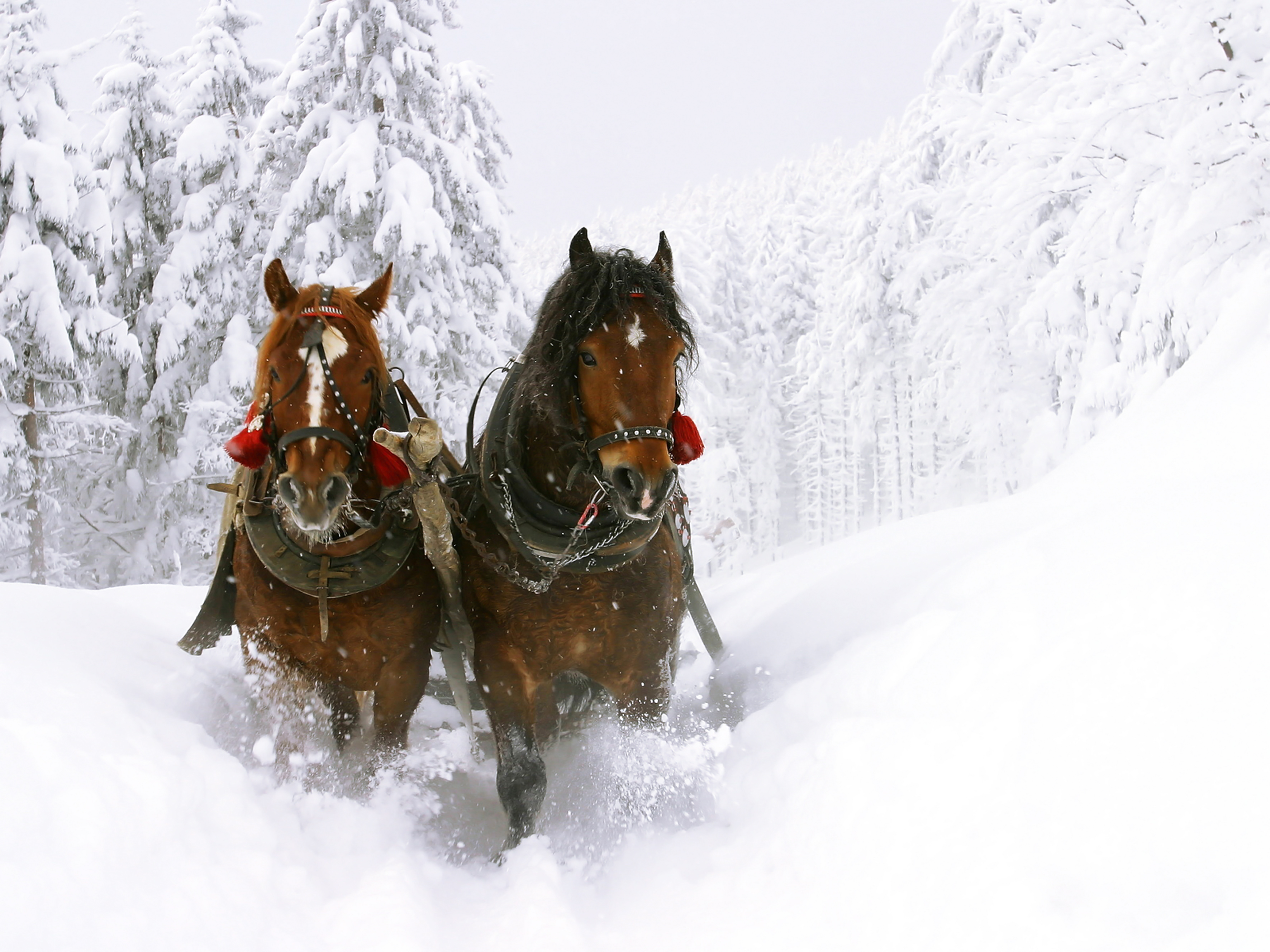 По дороге лошадка. Лошадь в упряжке. Лошади в снегу. Кони зимой. Лошадь в зимнем лесу.
