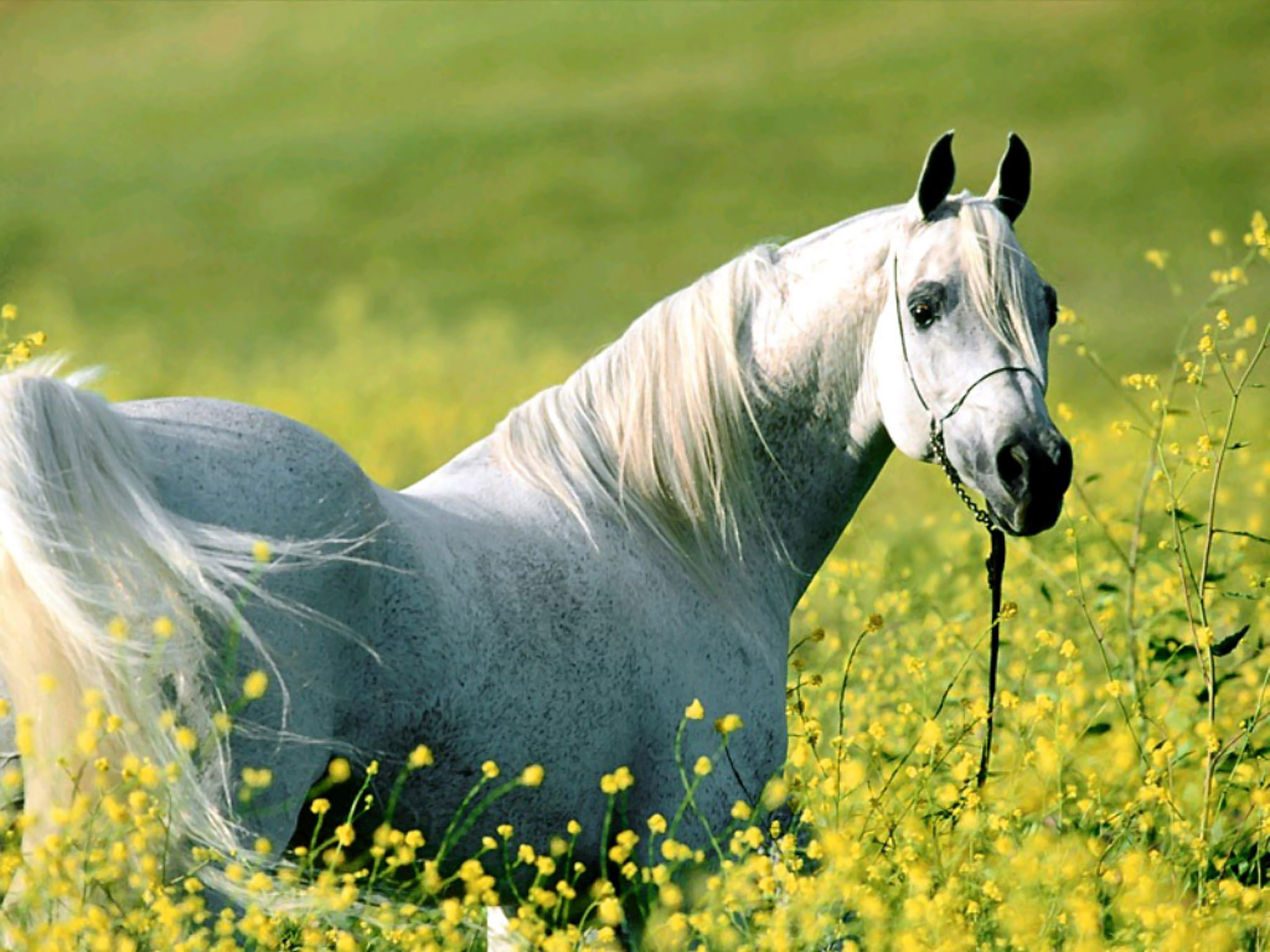 Картинки хороших лошадей. Красивые лошади. Белая лошадь. Красивая белая лошадь. Красивый белый конь.