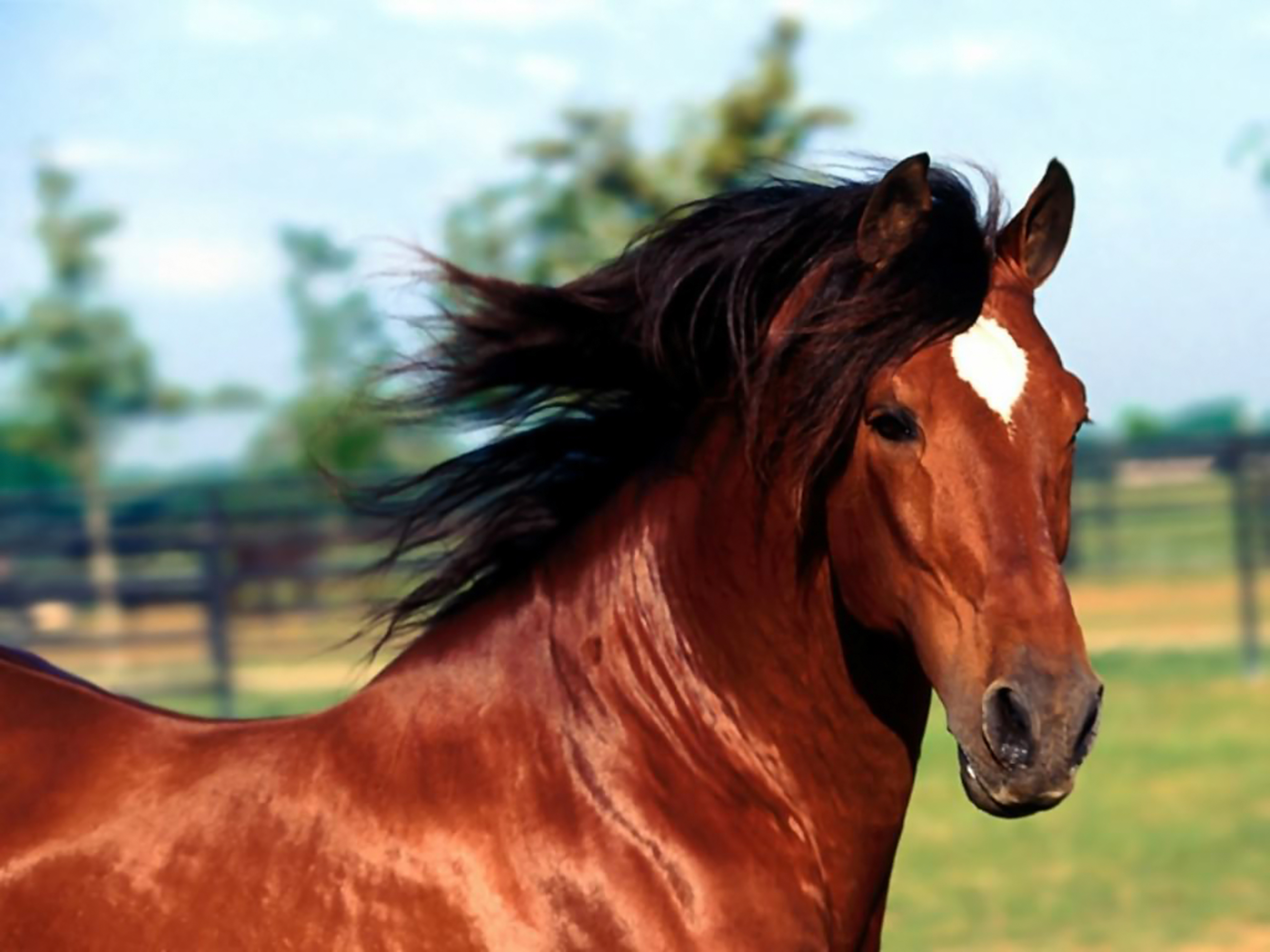 Про лошадей красивый