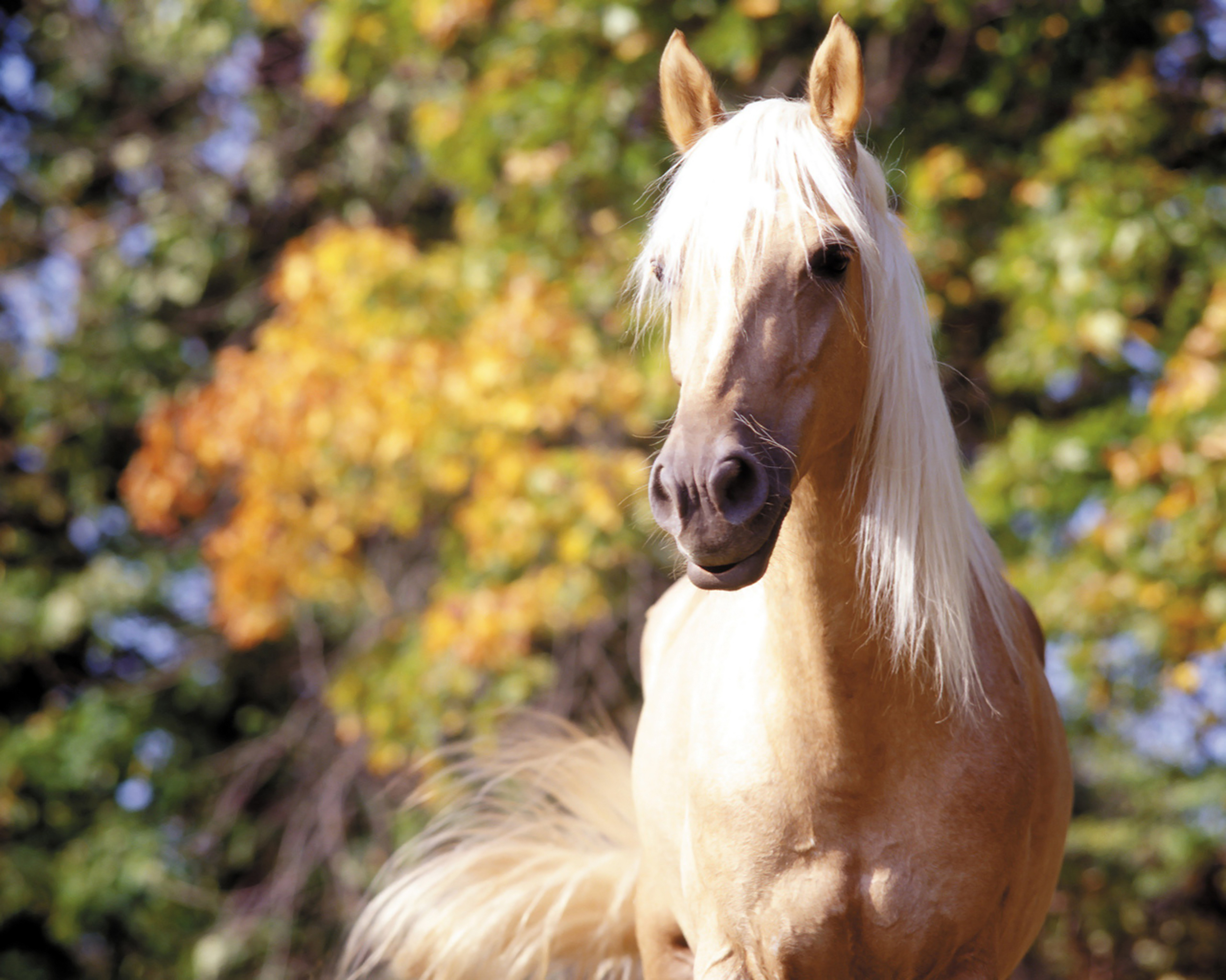 Про лошадей красивый. Соловая масть лошадей. Арабская лошадь Соловая. Соловая масть лошади фото. Красивый конь.