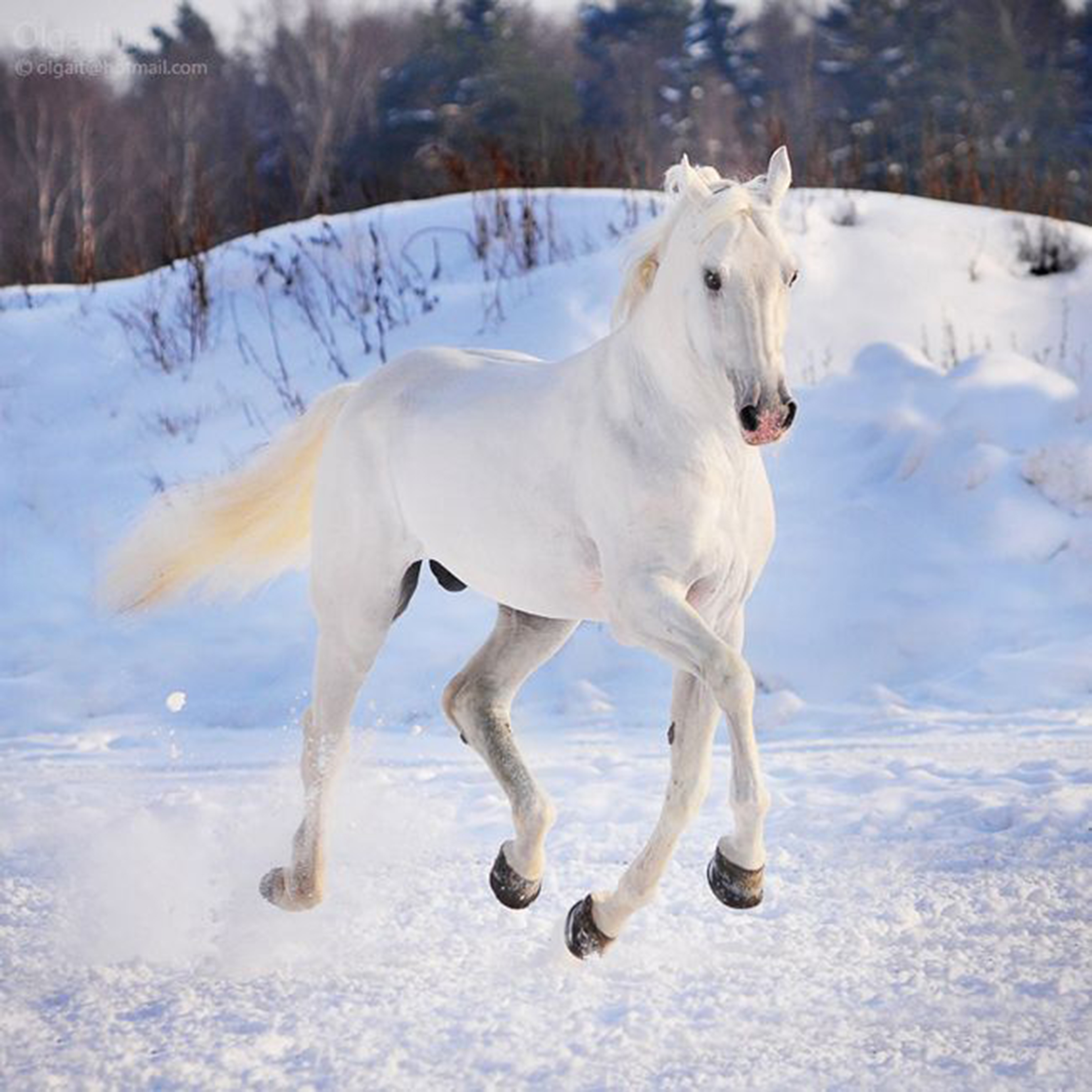 Лошади Зимой Красивые Фото