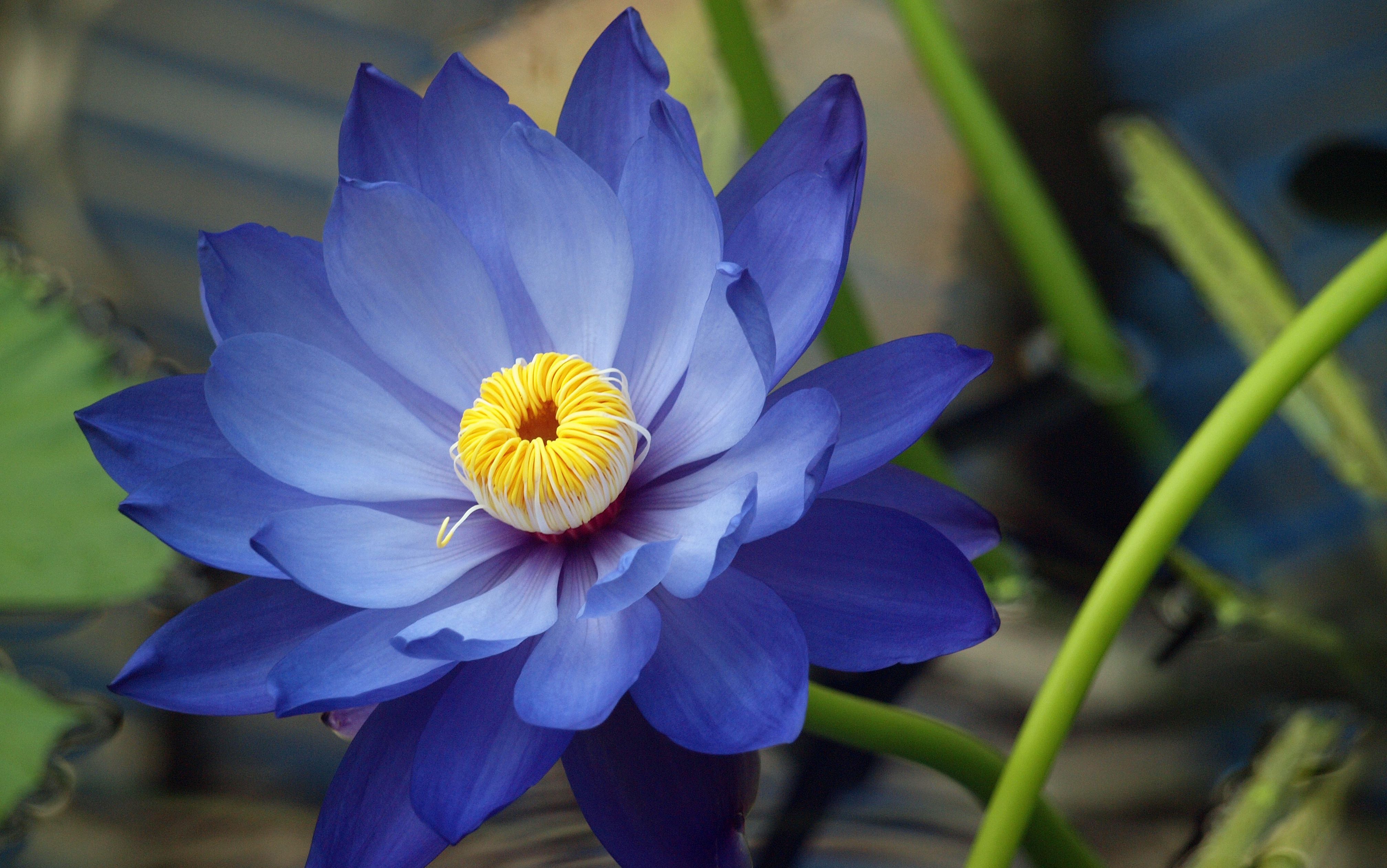 Симпатичный цветок. Голубой Лотос нимфея. Голубой Лотос орехоносный. Цветок Лотус голубой. Голубой Лотос Египет.