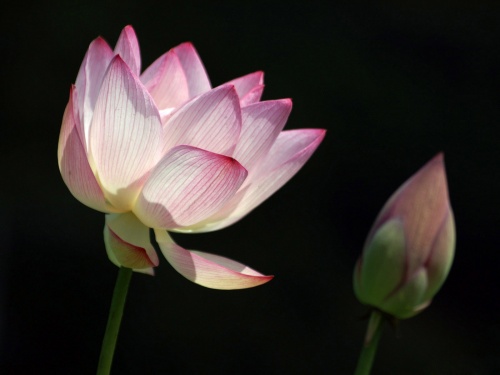 Лотосы и лилии / Lotuses and lilies HD Foto (72 обоев)