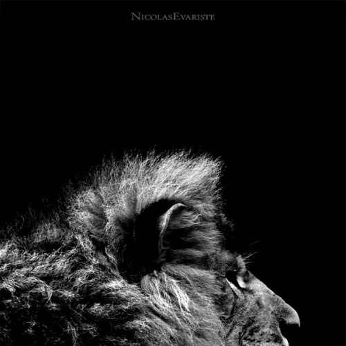 Проект Nicolas Evariste “Dark Zoo” (44 обоев)