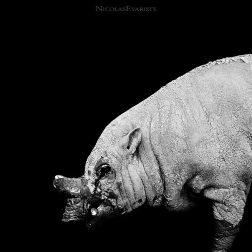 Проект Nicolas Evariste “Dark Zoo” (44 обоев)