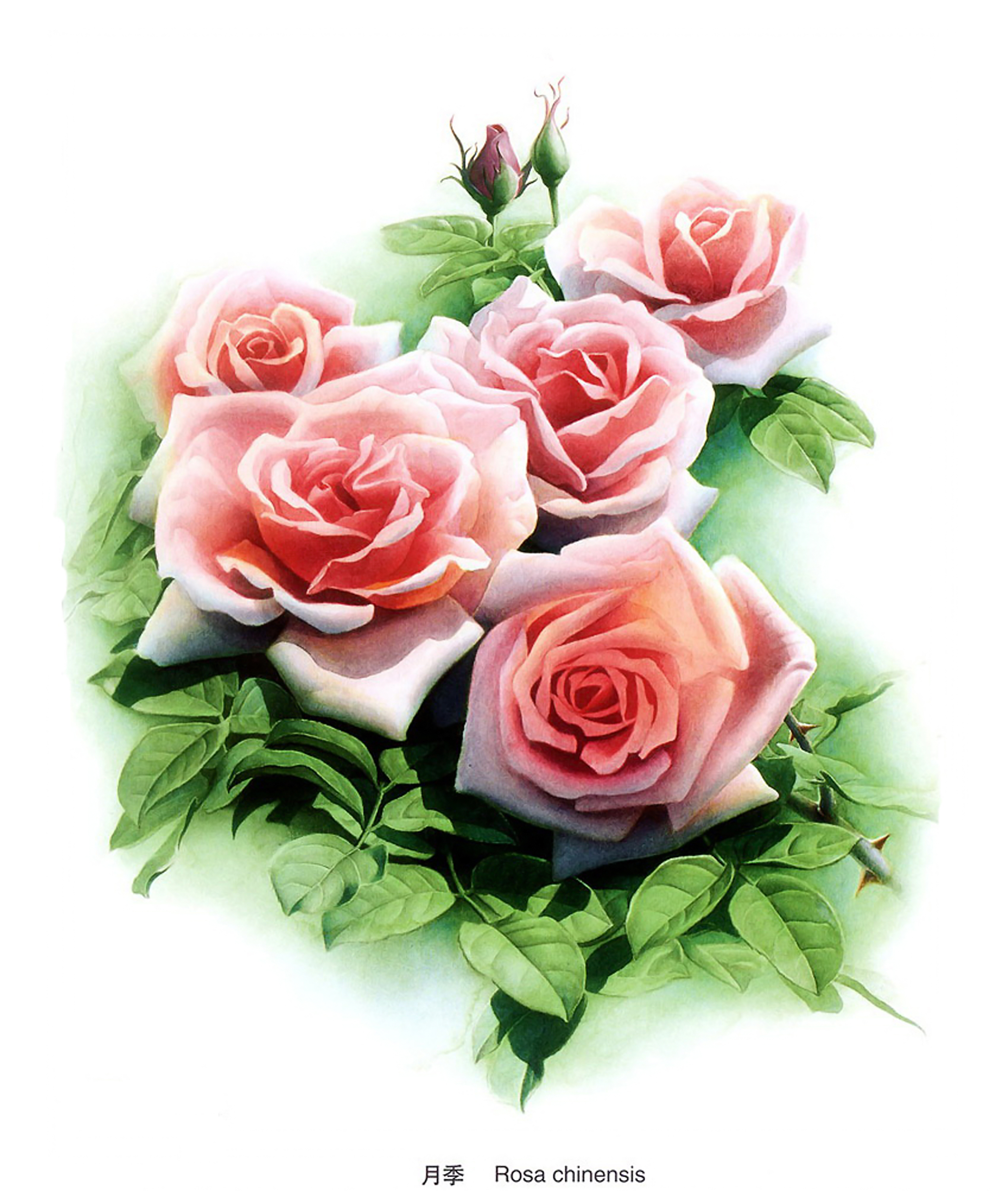 Понравилась открытка. Картина "розы". Розы для декупажа. Шикарные розы для декупажа. Открытки мне очень понравилось.