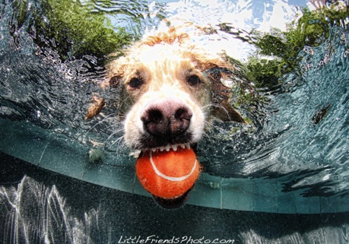 Фотограф Seth Casteel - Underwater Dogs (57 фото)