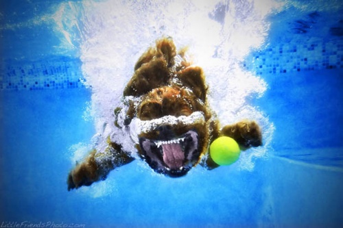 Фотограф Seth Casteel - Underwater Dogs (57 фото)