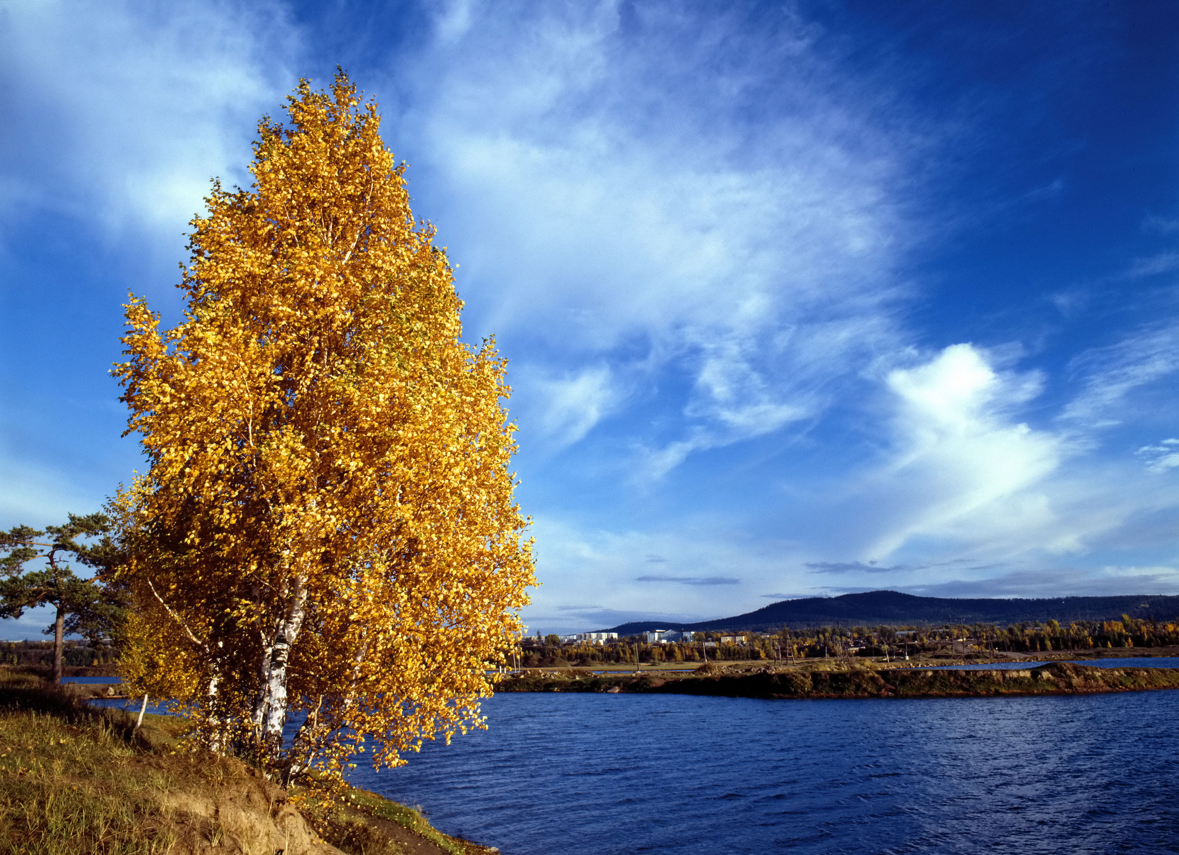 Золотая береза дерево. Желтая береза дальнего Востока. Береза Миддендорфа. Осенняя береза. Осенние деревья у воды.