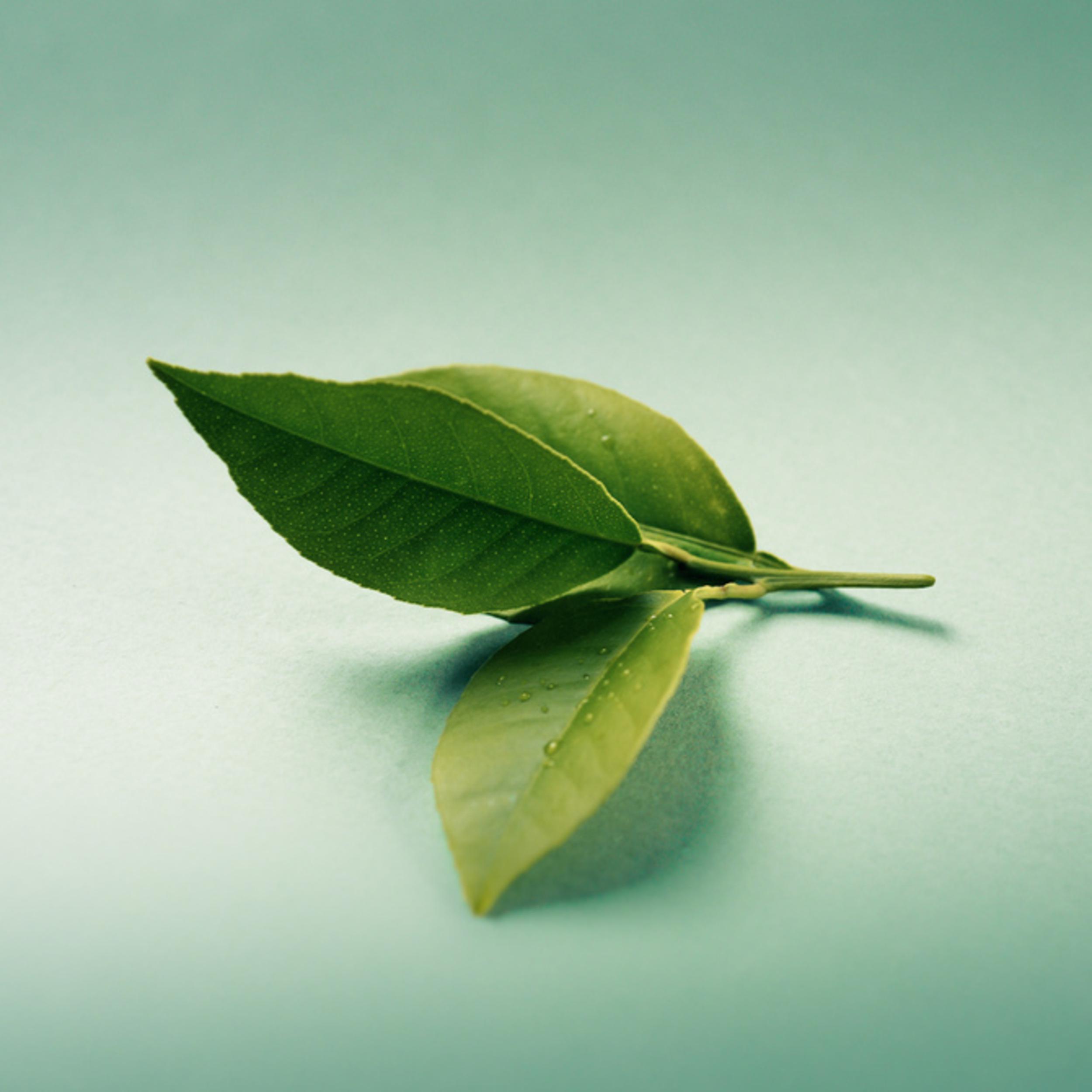 Чайная листва. Листья чайного дерева. Зеленый чай листья. Листик зеленый чайный. Зеленый лист.