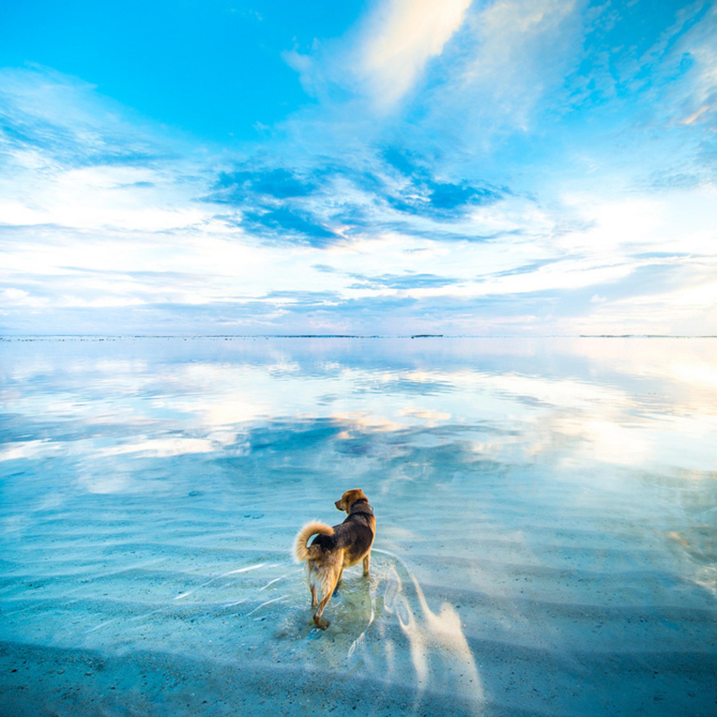 Собака и ее душа. Фотограф Andrew Smith. Собака на море. Собака на берегу моря. Собака на фоне моря.