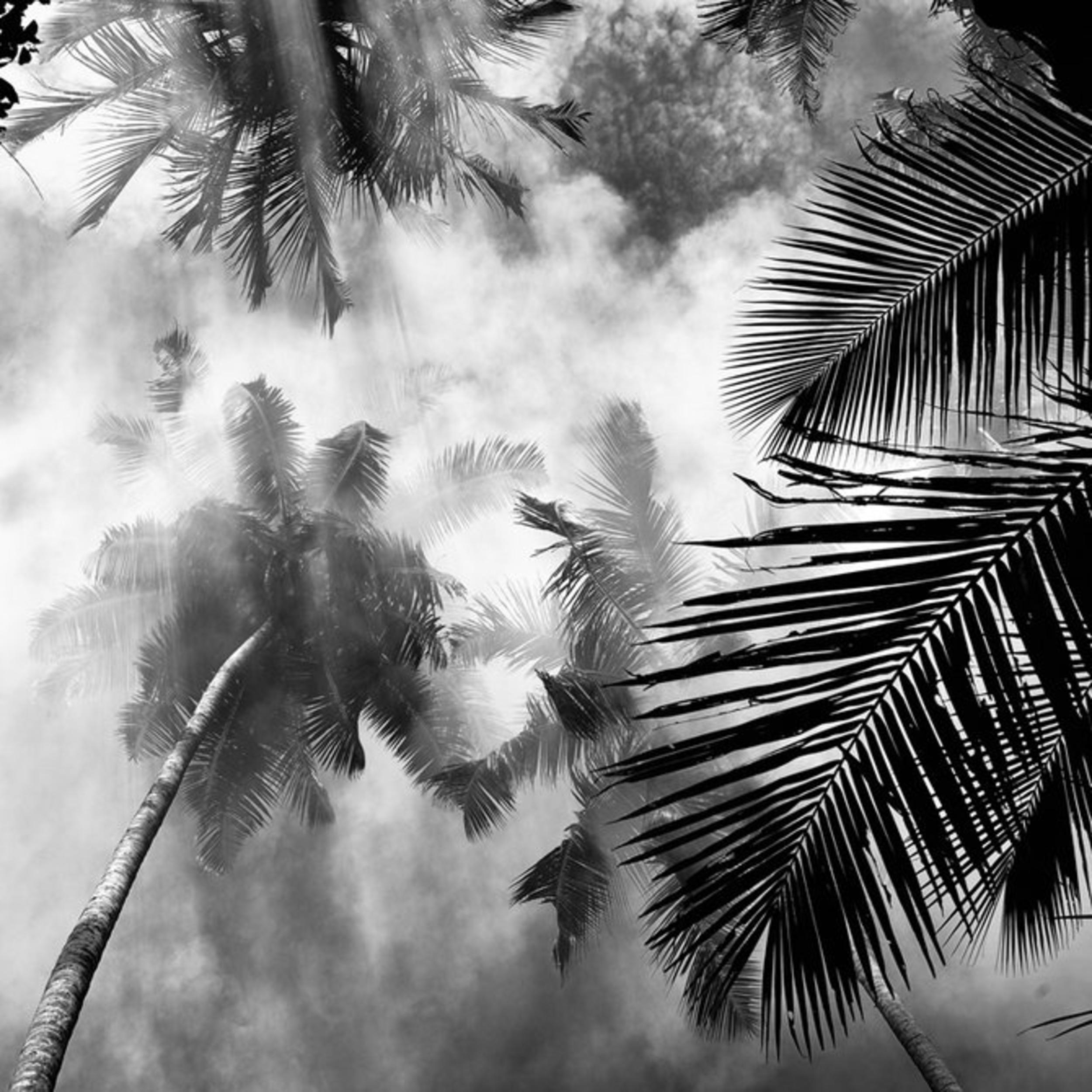 Черно белые картинки. Hengki Koentjoro. Hengki Koentjoro Photography. Пальмы. Черно белое.