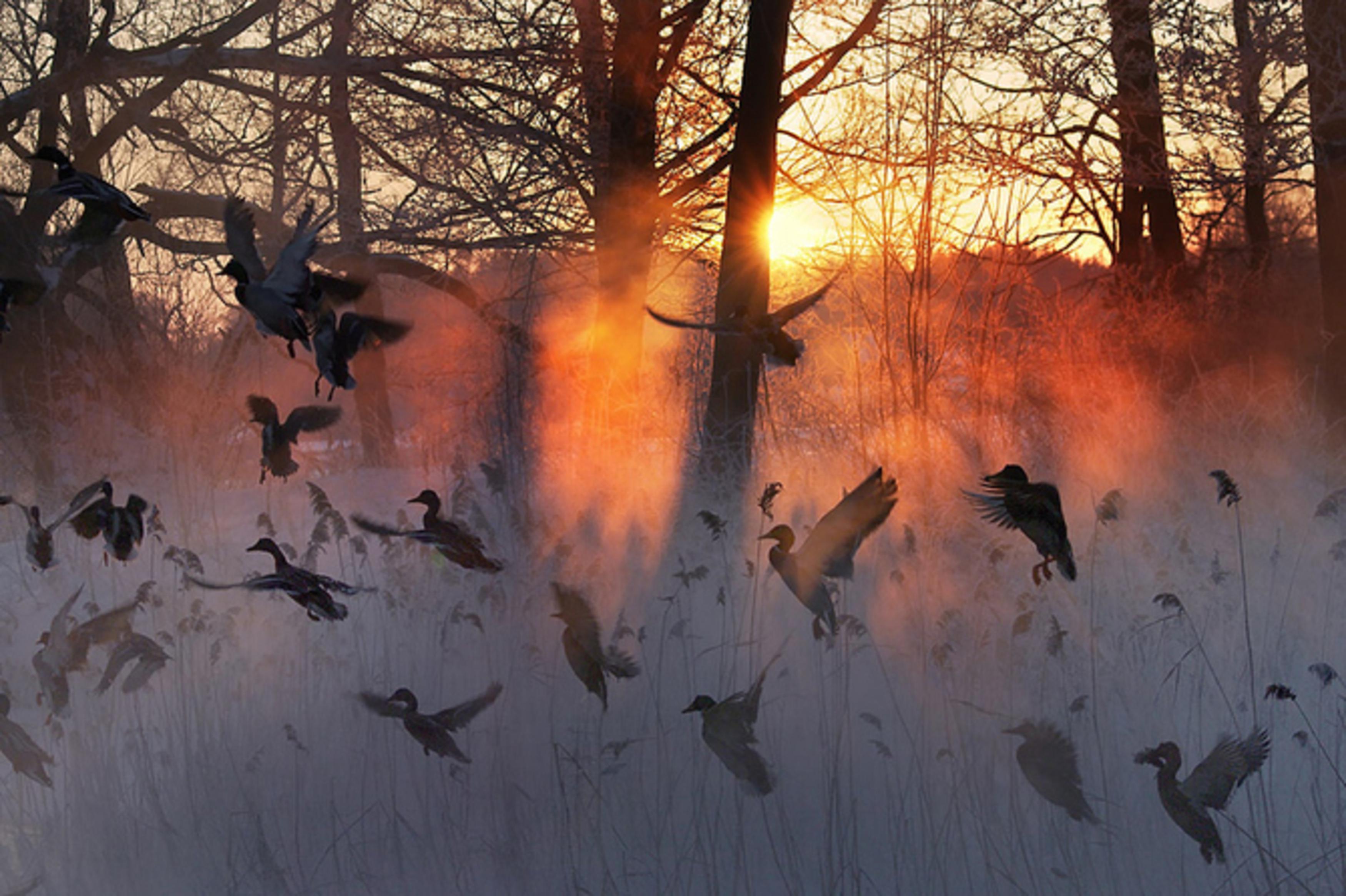 Птицы летающие зимой. Птицы улетают. Стая птиц. Птицы над лесом. Птицы в утреннем лесу.