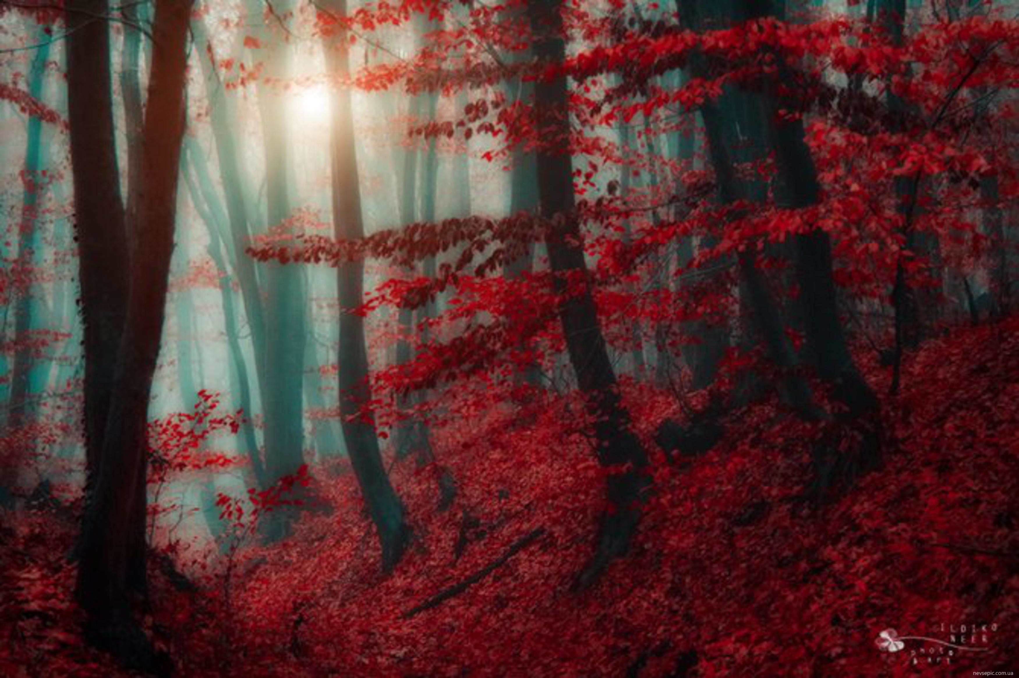 Красивое красное дерево. Багряный лес. Пейзаж в красных тонах. Кровавый лес. Красный лес.